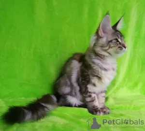 Photo №1. maine coon - à vendre en ville de Barnaul | négocié | Annonce № 43592