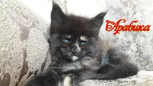 Photo №1. maine coon - à vendre en ville de Kemerovo | Négocié | Annonce № 5435