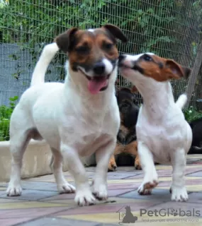 Photo №2 de l'annonce № 8900 de la vente jack russell terrier - acheter à Fédération de Russie annonce privée