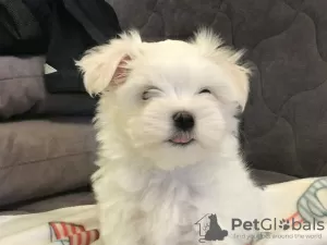 Photos supplémentaires: Vente de chiots d'élite du bichon maltais avec un excellent pedigree