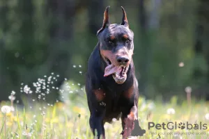 Photos supplémentaires: Chiots Dobermann - Dan Smile Helgi et Adal Eskae Vangard, nés le 25.08.2020.