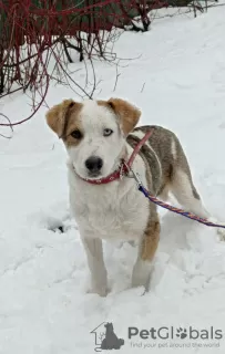 Photos supplémentaires: Shaggy - un chien aux yeux différents cherche un foyer.