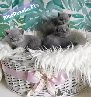 Photo №2 de l'annonce № 11769 de la vente british shorthair - acheter à Pologne éleveur