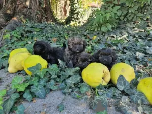 Photo №2 de l'annonce № 13972 de la vente caniche (jouet) - acheter à Fédération de Russie 