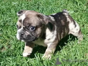 Photo №1. bouledogue - à vendre en ville de Minsk | négocié | Annonce №67918