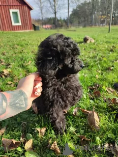 Photo №1. caniche (jouet) - à vendre en ville de Tallinn | 1000€ | Annonce №29282