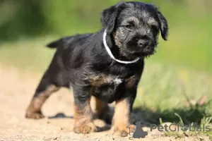 Photo №3. chiots border terrier. Slovaquie