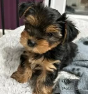 Photo №1. yorkshire terrier - à vendre en ville de Kauhava | négocié | Annonce №56129