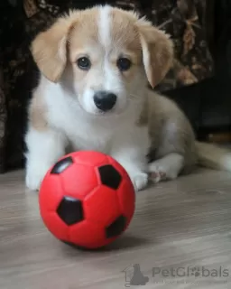 Photo №1. welsh corgi - à vendre en ville de Mogilyov | 700€ | Annonce №93602