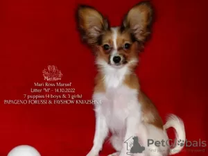 Photo №1. papillon - à vendre en ville de Saratov | négocié | Annonce №39353