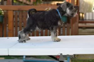 Photos supplémentaires: Poivre et sel de Schnauzer nain