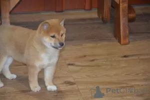 Photo №1. shiba - à vendre en ville de Charleroi | Gratuit | Annonce №93068