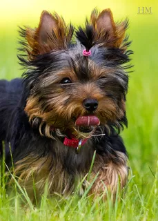 Photo №2 de l'annonce № 7046 de la vente yorkshire terrier - acheter à Ukraine éleveur