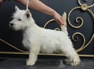 Photos supplémentaires: Chiot West Highland White Terrier d'Interchampion