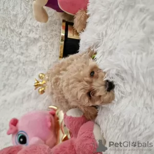 Photos supplémentaires: Maltipoo fb1 BellaQueen