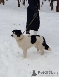 Photo №2 de l'annonce № 128594 de la vente chien bâtard - acheter à Fédération de Russie annonce privée