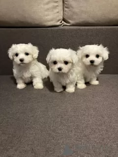 Photo №1. bichon maltais - à vendre en ville de Düsseldorf | négocié | Annonce №43171