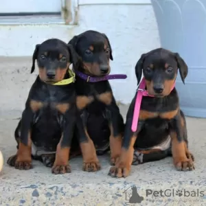 Photo №1. dobermann - à vendre en ville de Berlin | négocié | Annonce №90672