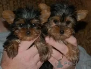 Photo №1. biewer yorkshire terrier - à vendre en ville de Васа | Gratuit | Annonce №127898