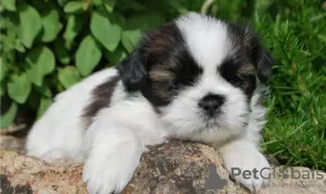 Photo №1. shih tzu - à vendre en ville de Västeråsen | 400€ | Annonce №11347