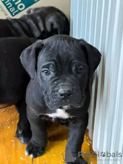 Photo №2 de l'annonce № 91598 de la vente cane corso - acheter à Azerbaïdjan annonce privée