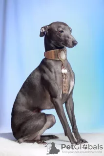 Photos supplémentaires: Chiot lévrier italien