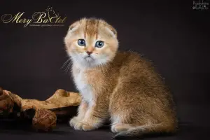 Photo №4. Je vais vendre scottish fold en ville de Ryazan. de la fourrière - prix - 358€