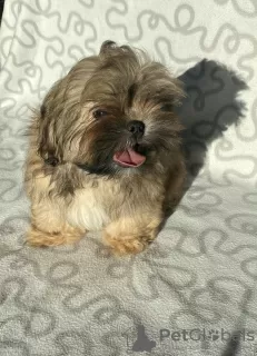 Photos supplémentaires: Gène de chocolat de chien Shih Tzu, certificat de naissance, disponible pour le