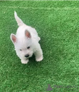 Photo №1. west highland white terrier - à vendre en ville de Uppsala | négocié | Annonce №97897