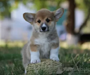 Photo №1. welsh corgi - à vendre en ville de Москва | 500€ | Annonce №11635