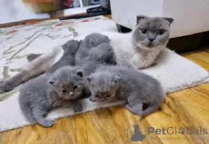 Photo №1. scottish fold - à vendre en ville de Jena | Gratuit | Annonce № 129978