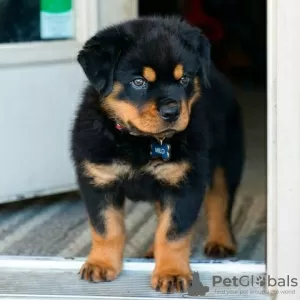 Photo №1. rottweiler - à vendre en ville de Berlin | Gratuit | Annonce №126357