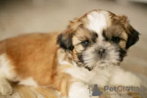 Photo №4. Je vais vendre shih tzu en ville de Kiev.  - prix - négocié