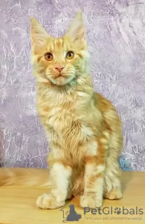 Photo №2 de l'annonce № 9681 de la vente maine coon - acheter à Fédération de Russie de la fourrière