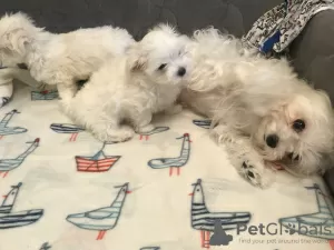 Photos supplémentaires: Vente de chiots d'élite du bichon maltais avec un excellent pedigree