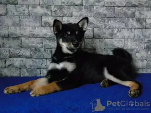 Photo №4. Je vais vendre shiba en ville de Mariupol. annonce privée - prix - négocié