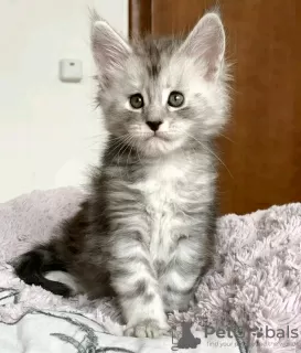 Photos supplémentaires: Beau chaton du Maine Coon