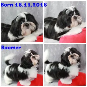 Photo №1. shih tzu - à vendre en ville de Kohtla-Järve | 500€ | Annonce №1350