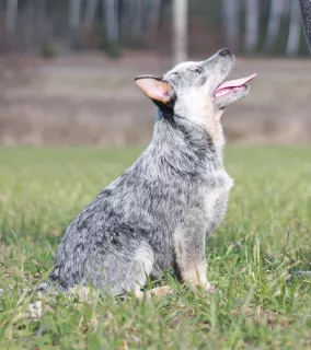 Photo №3. Chiots guérisseurs australiens. Biélorussie