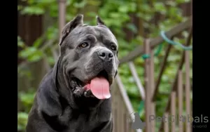 Photo №1. cane corso - à vendre en ville de Stary Oskol | négocié | Annonce №8998