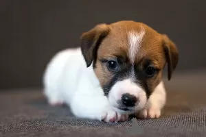 Photo №3. Chiot de race Jack Russell Terrier. Biélorussie