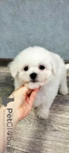 Photo №1. bichon à poil frisé - à vendre en ville de Gomel | 423€ | Annonce №33537