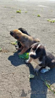 Photo №3. Des chiots entre de bonnes mains. Ukraine