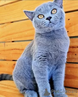 Photo №4. Je vais vendre british shorthair en ville de Berlin. de la fourrière, éleveur - prix - 300€