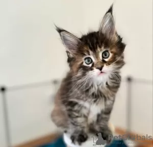 Photo №2 de l'annonce № 116312 de la vente maine coon - acheter à Suisse annonce privée