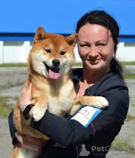 Photos supplémentaires: Chiots Shiba Inu avec pedigree RKF