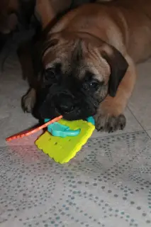 Photo №2 de l'annonce № 4644 de la vente bullmastiff - acheter à Biélorussie éleveur