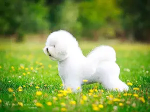 Photo №1. bichon à poil frisé - à vendre en ville de Moscou | Négocié | Annonce №2264