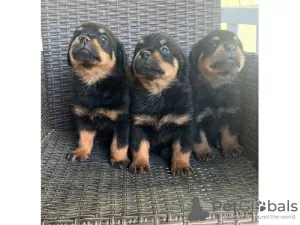 Photo №1. rottweiler - à vendre en ville de Bernkastel-Kues | négocié | Annonce №99126