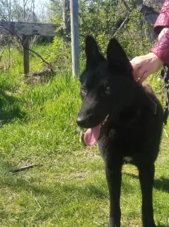 Photo №2 de l'annonce № 6434 de la vente chien bâtard - acheter à Fédération de Russie annonce privée